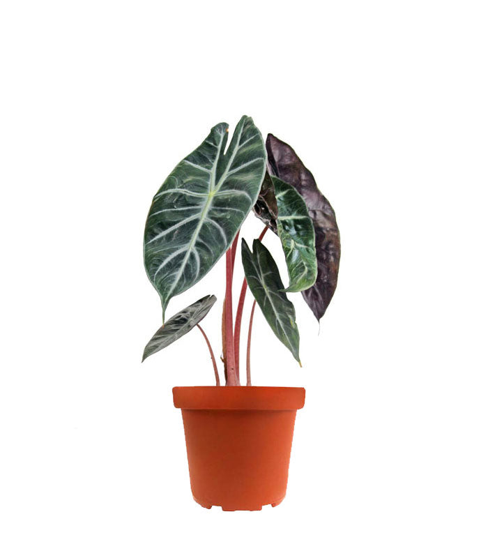 Alocasia Pink Dragon