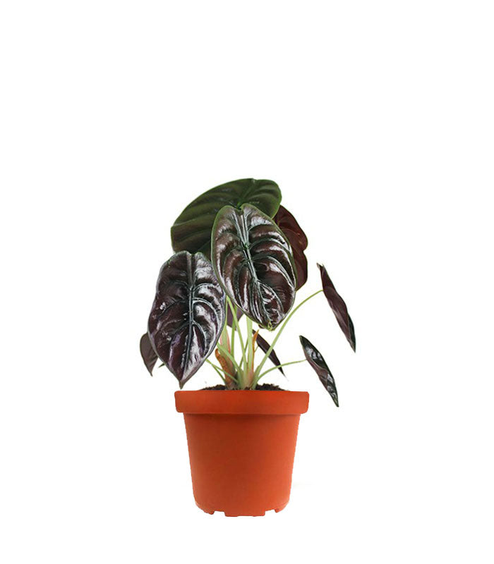 Alocasia Red Secret