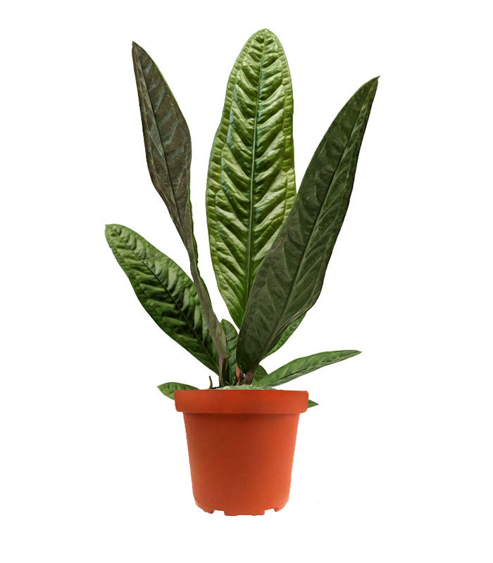 Anthurium Superbum | 50 cm