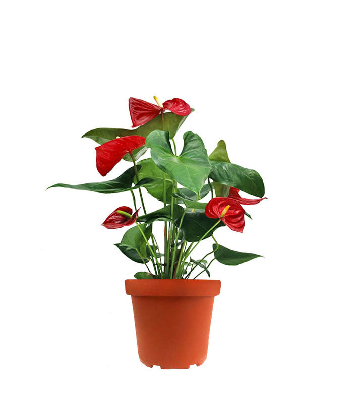 Anthurium