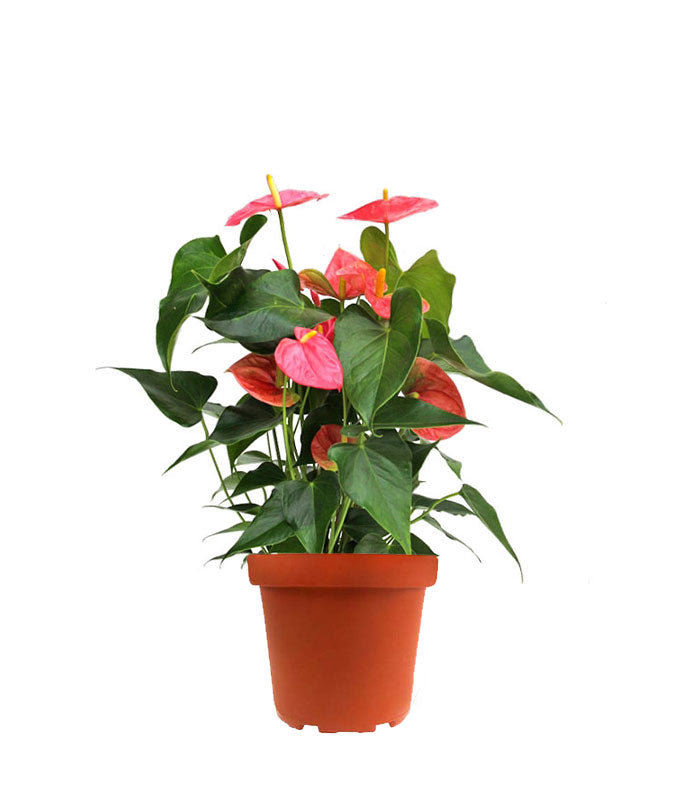 Anthurium rosa