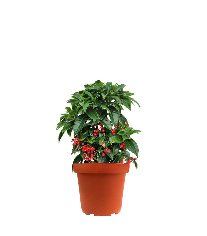 Ardisia
