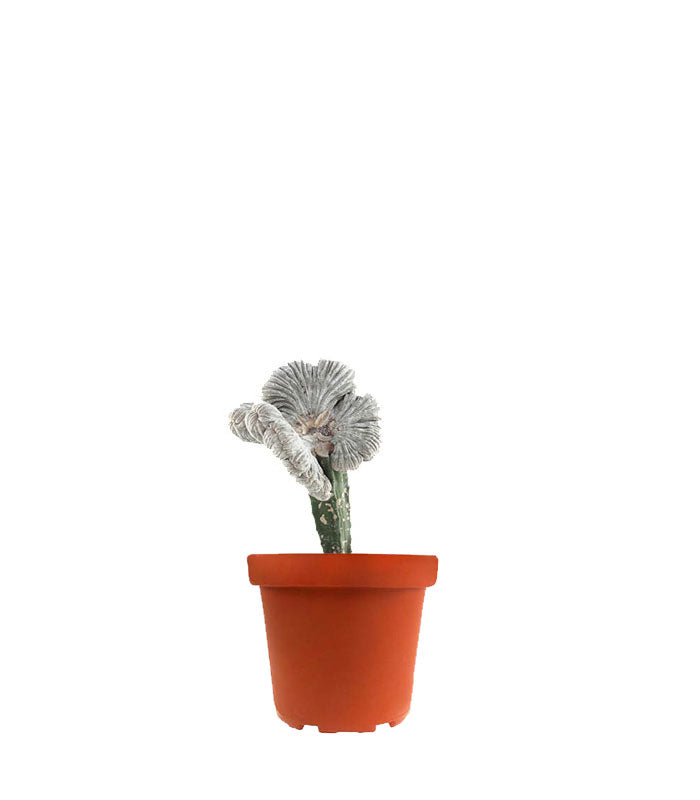Astrophytum coahuilense crestato