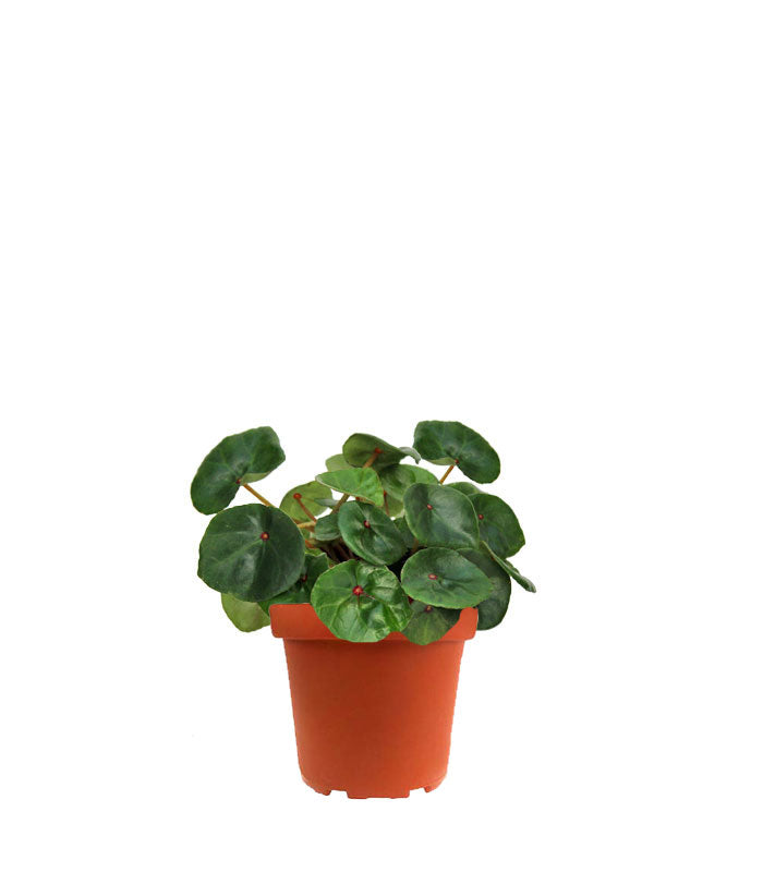 Begonia Red Ruby