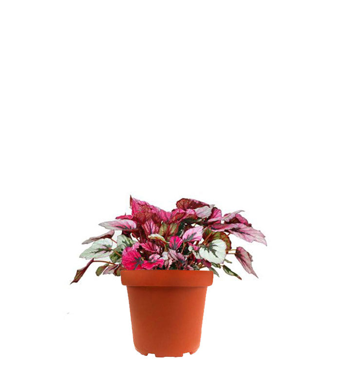 Begonia Rex Viola