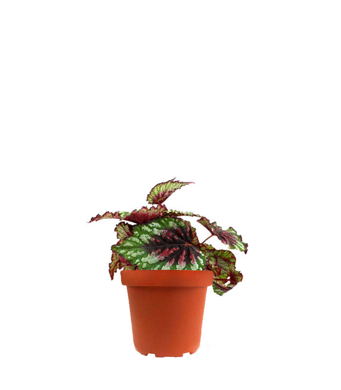 Begonia Rex tricolore