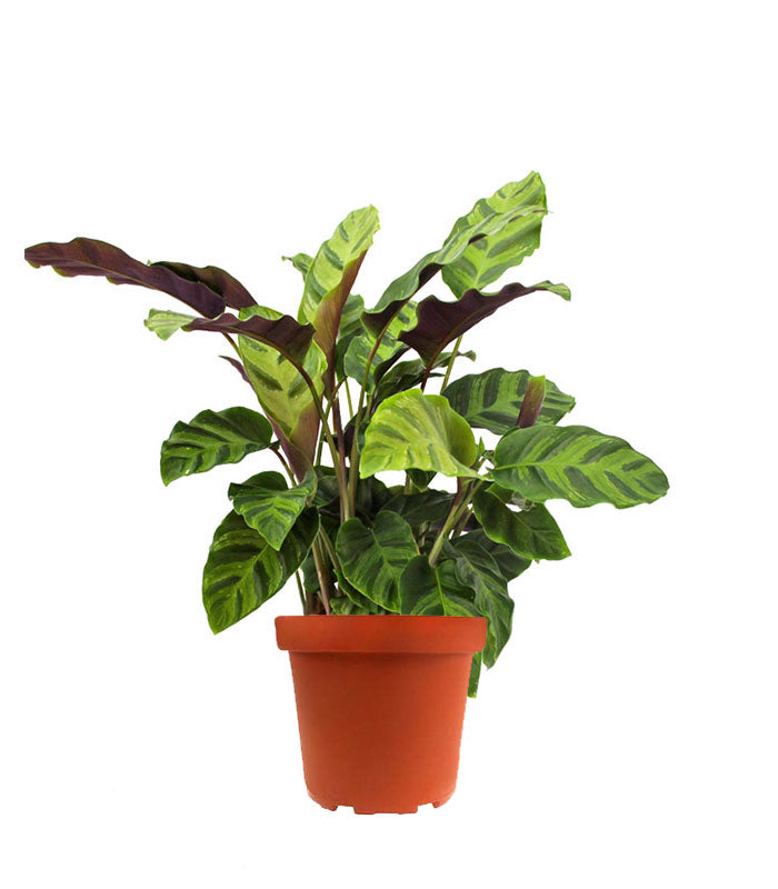 Calathea Albertii