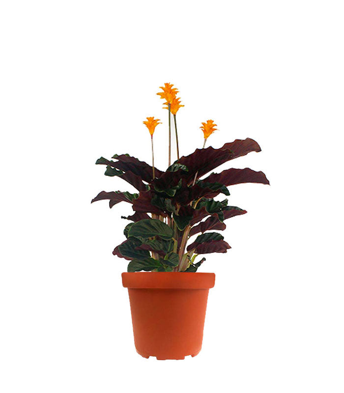 Calathea Crocata