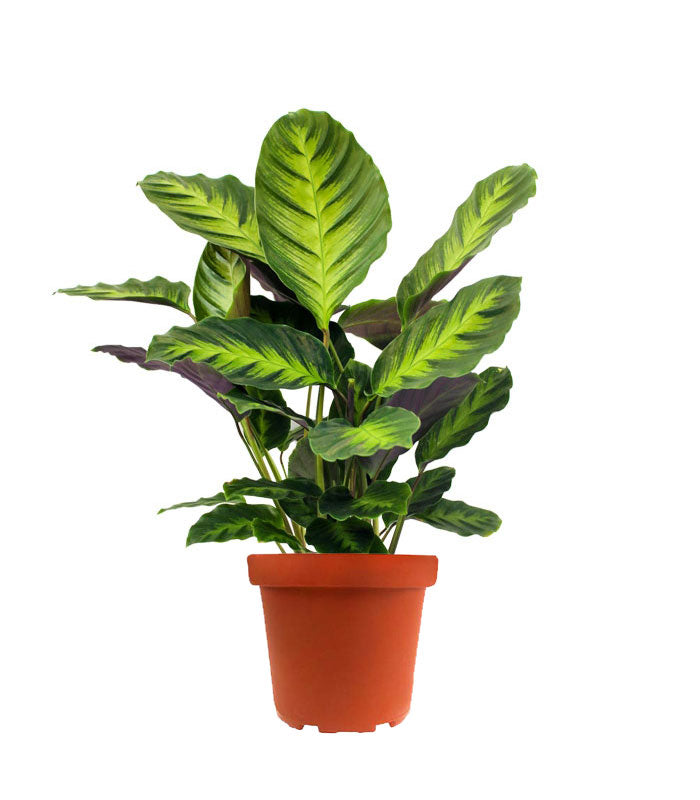 Calathea Green Shades