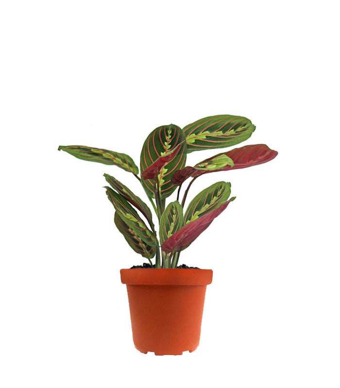 Calathea | Maranta leuconeura "Fascinator"