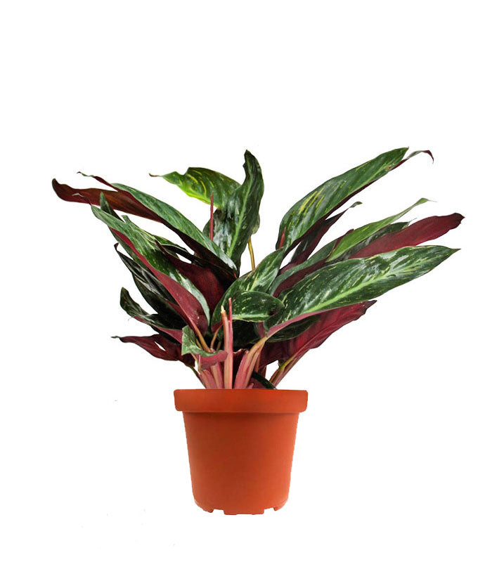 Calathea Stromanthe Sanguinea “Magic Star”