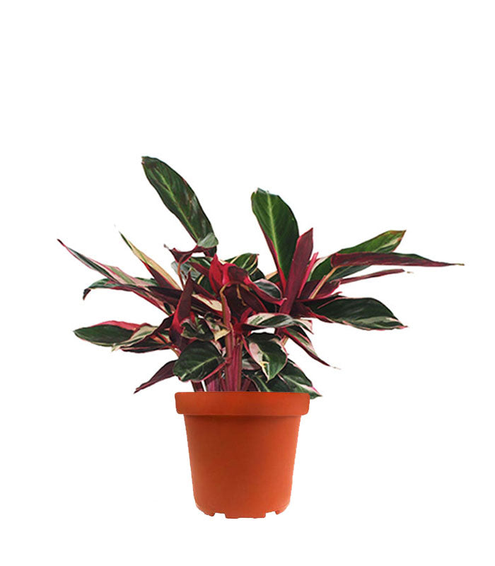 Calathea Triostar