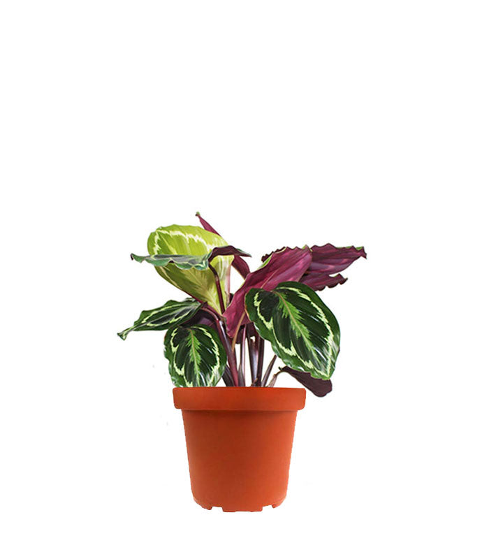 Calathea Veitchiana