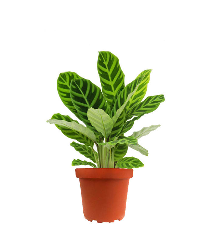 Calathea Zebrina
