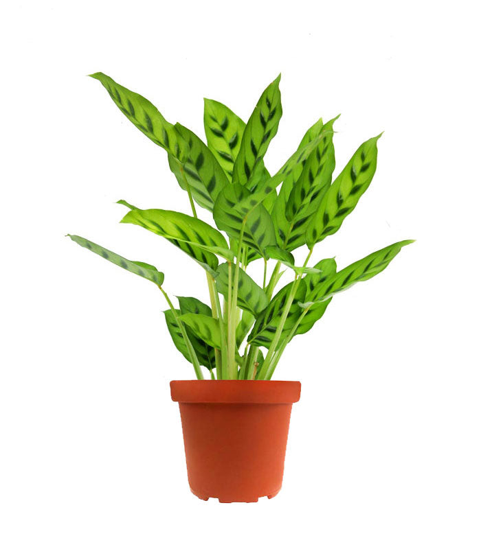 Calathea leopardina