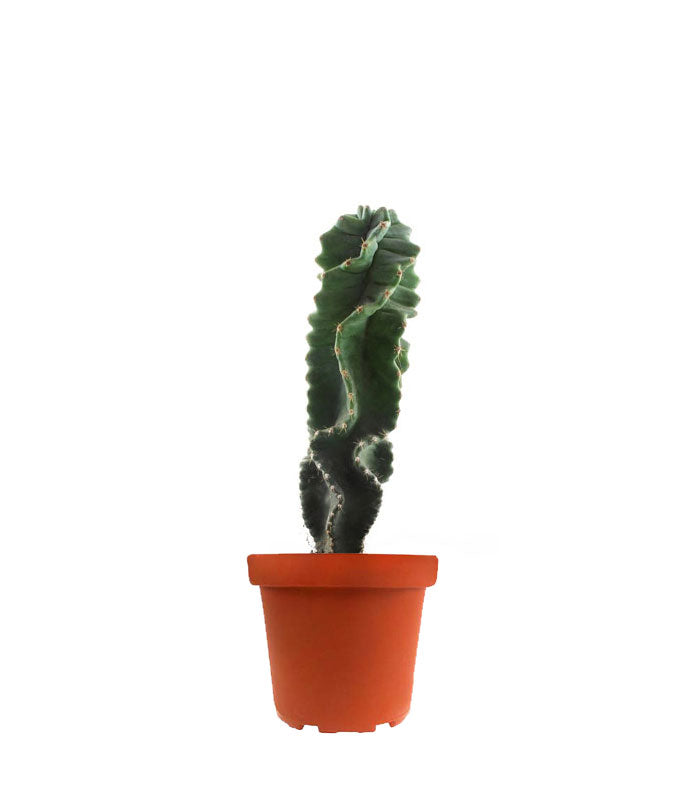 Cereus Forbesii Otto