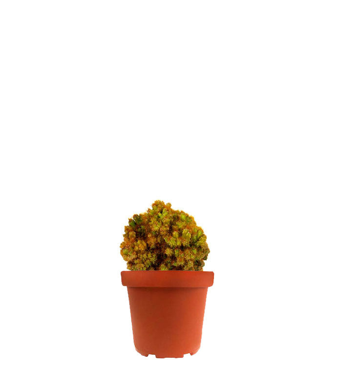 Cereus peruviano monstruoso