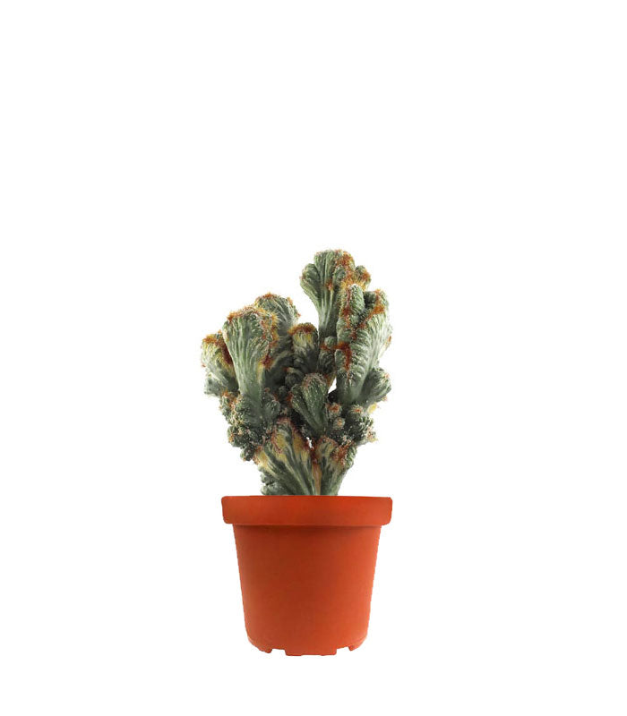 Cereus peruviano monstruoso variegato