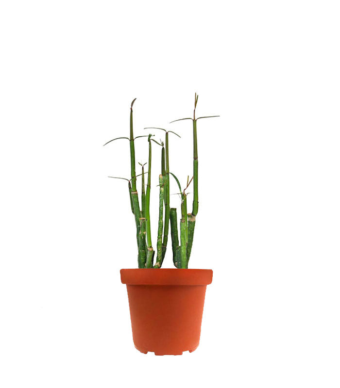 Ceropegia Dichotoma