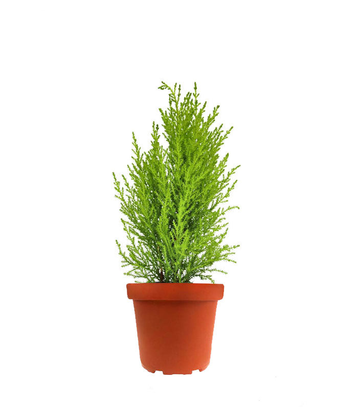 Cipresso Golden Crest in vaso