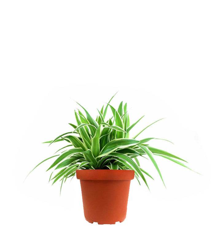 Clorofito