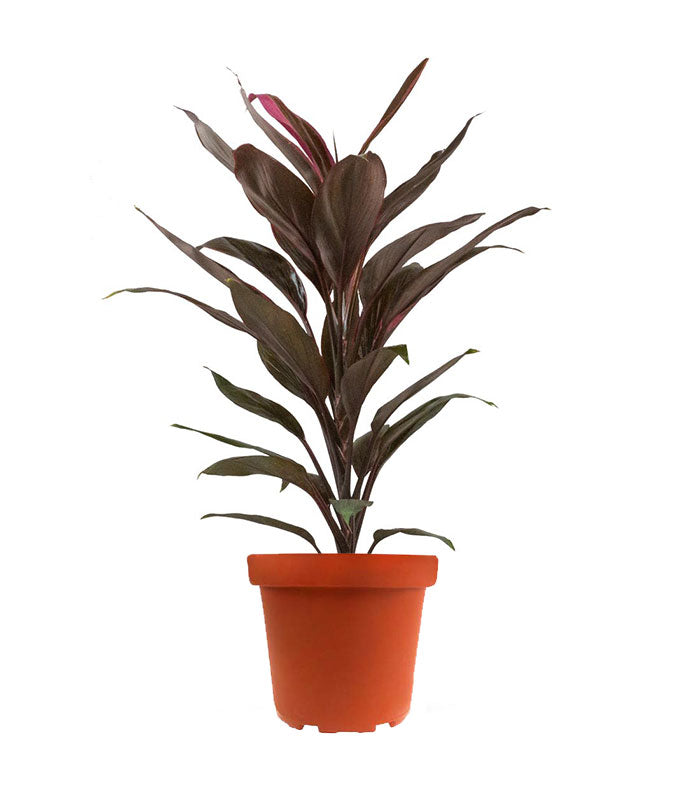 Cordyline Fruticosa Tango