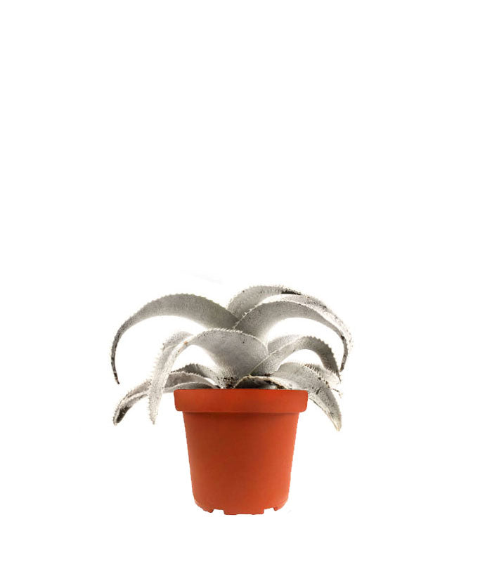 Dyckia Marnieriana