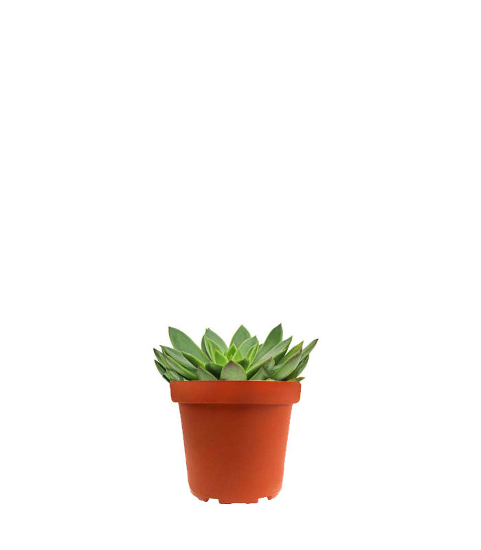 Echeveria Agavoides
