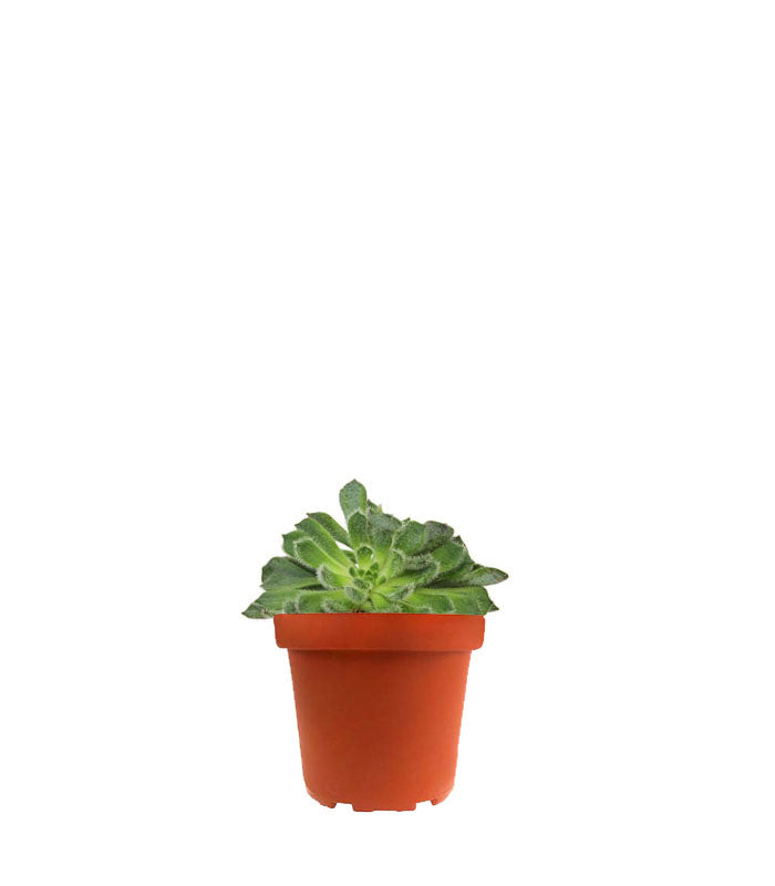 Echeveria Setosa "Deminuta"