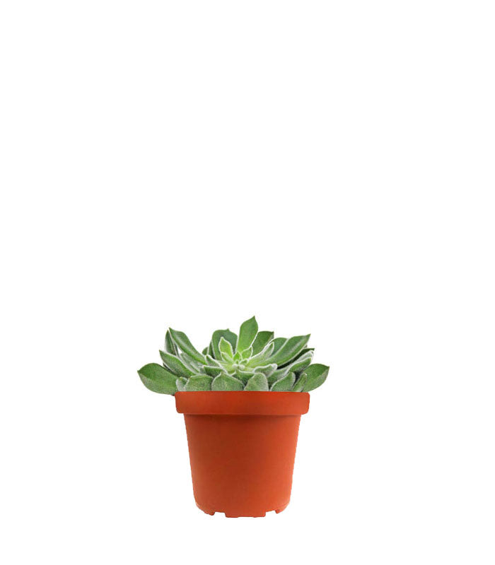 Echeveria Setosa
