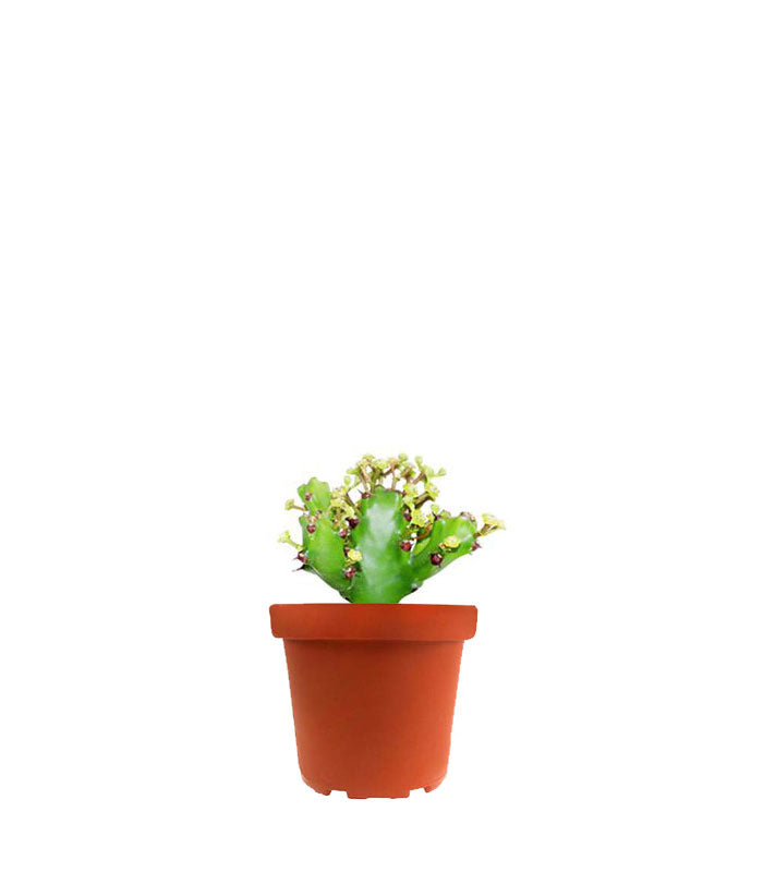 Euphorbia Mayuranathani