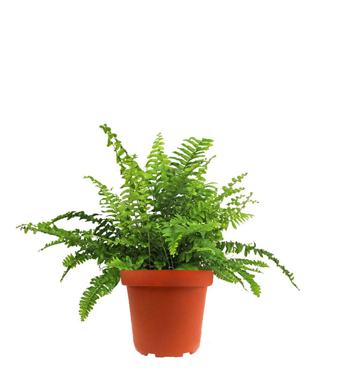 Felce Nephrolepis Obliterata