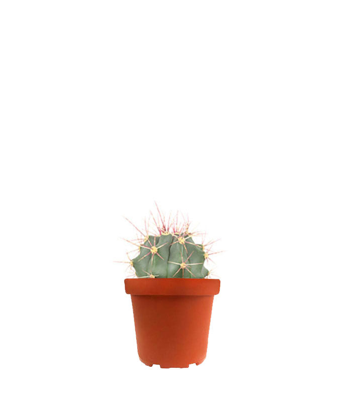 Ferocactus glaucescens
