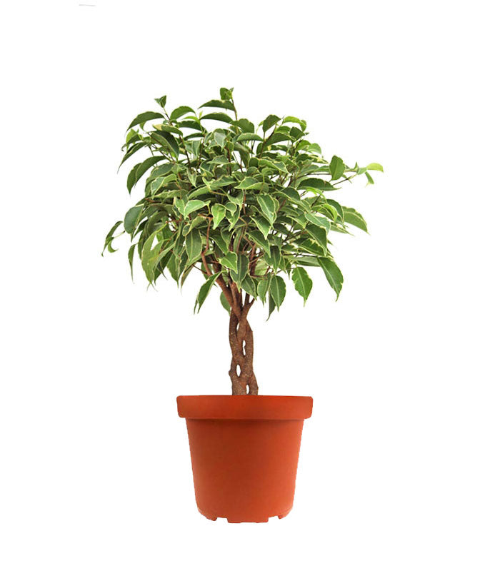 Ficus Benjamin Intrecciato