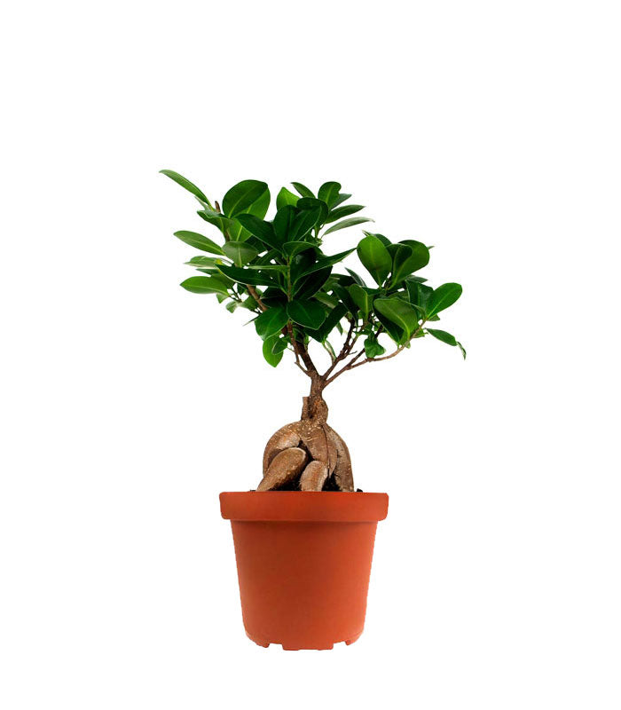 Ficus Ginseng