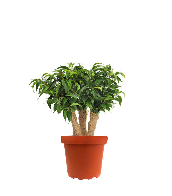 Ficus benjamin -  forest