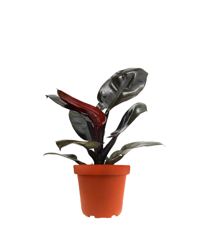 Filodendro Imperial Red