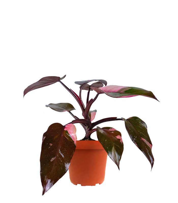 Filodendro Pink Princess