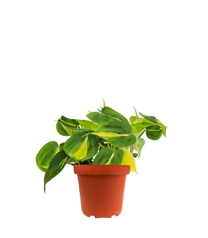 Filodendro Scandens Brazil