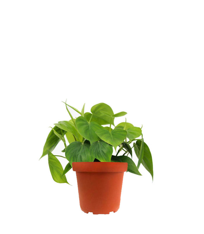 Filodendro Scandens