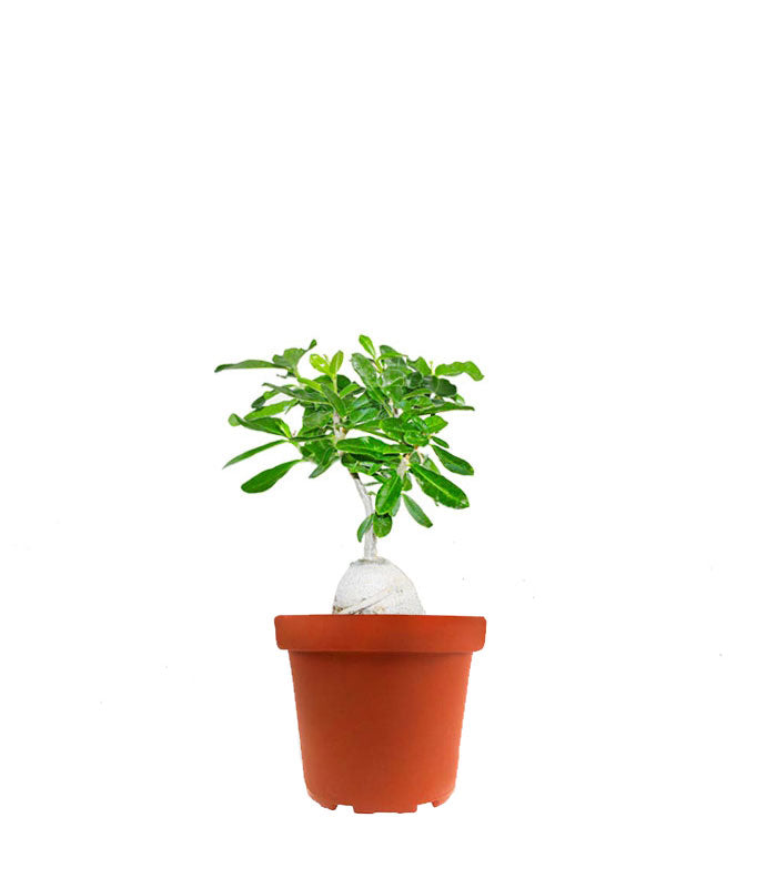 Fockea edulis