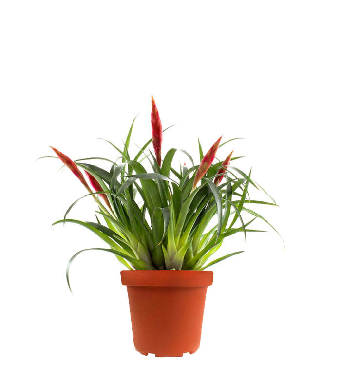 Guzmania Astrid Red