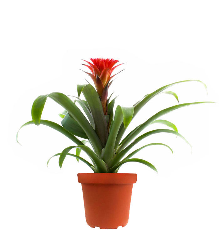 Guzmania Hope
