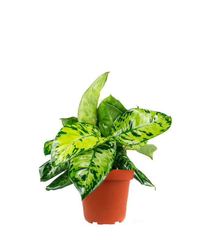 Homalomena rubescens variegata