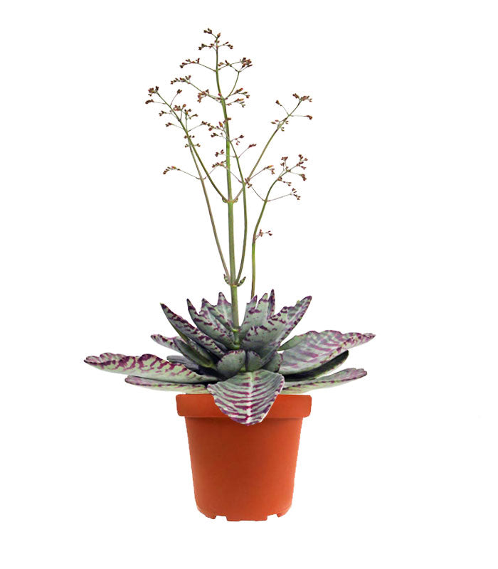 Kalanchoe Humilis "Desert Surprise"