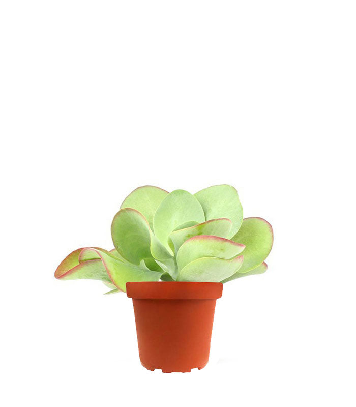 Kalanchoe Thyrsiflora