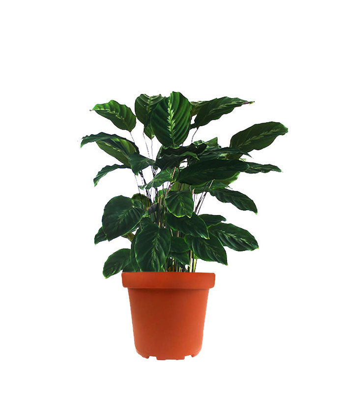 Calathea undulata &
