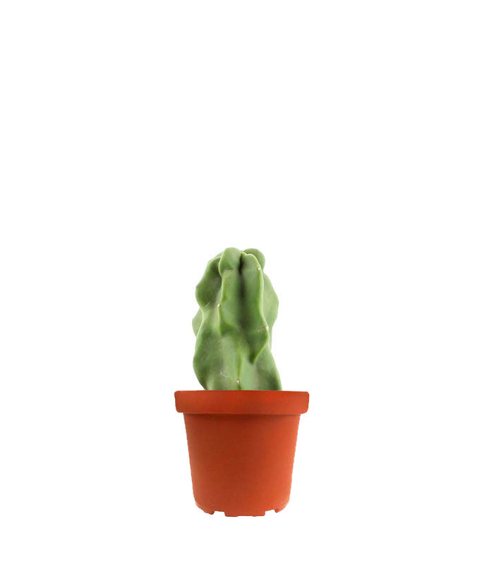 Lophocereus Schotti