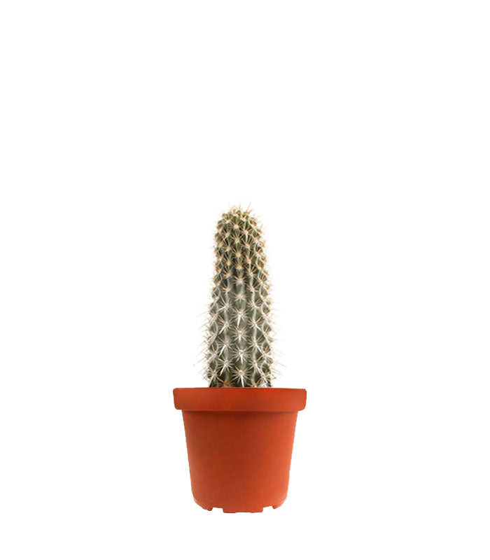 Machaerocereus eruca