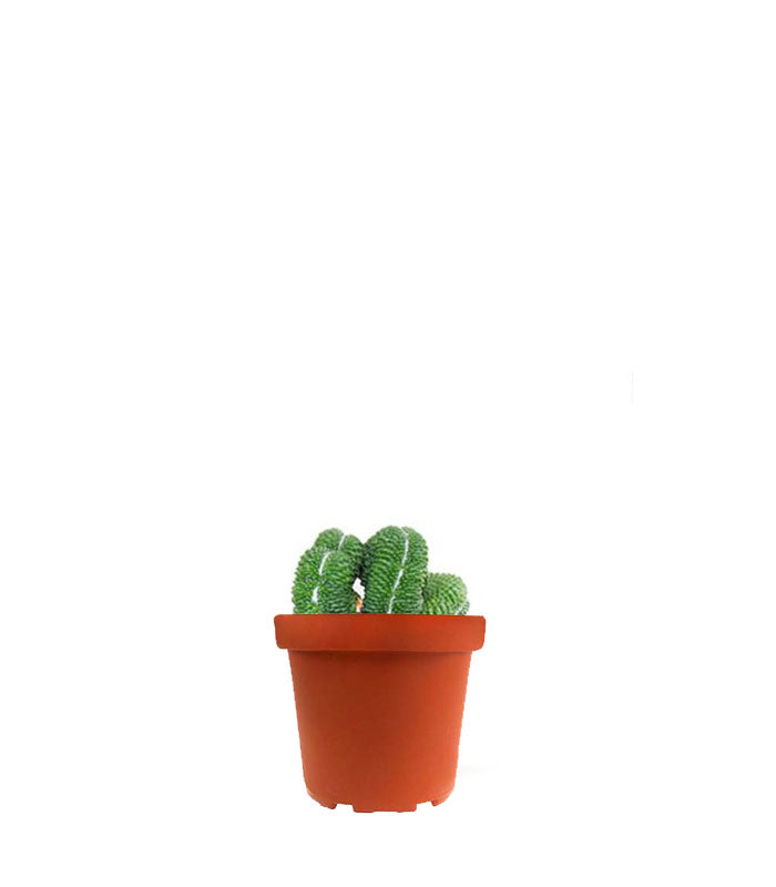 Mammillaria un pico Crestata